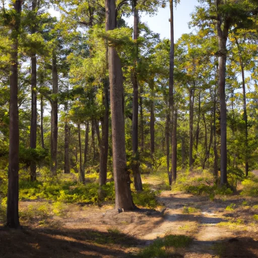 Wooded forest parcel in Camden County, NJ
