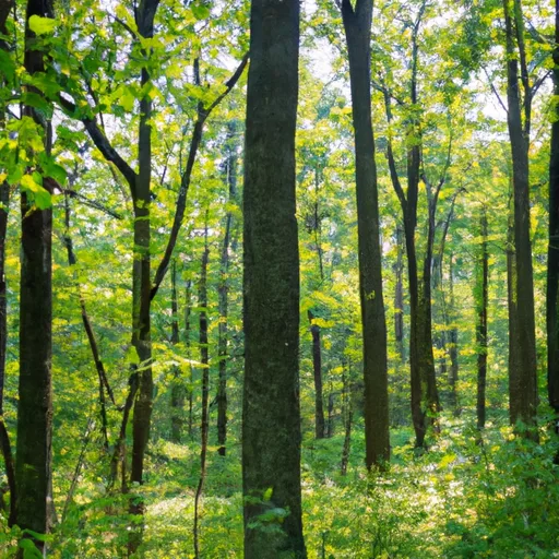 Wooded forest parcel in Essex County, NJ